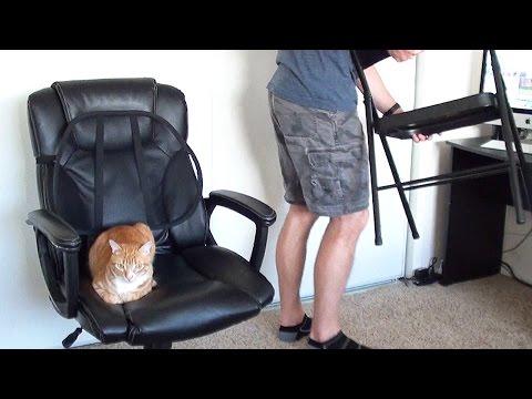 How To Survive Working With Cats!