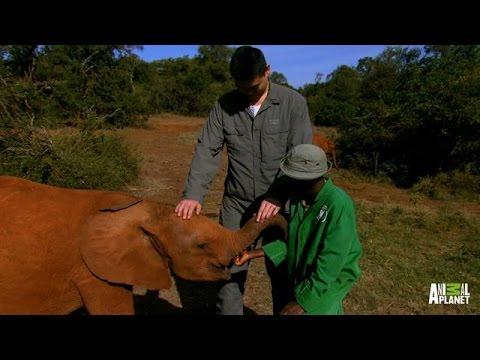 Traumatized Baby Elephants Find New Human Parents