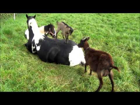 Goats Play On Relaxing Horse's Back