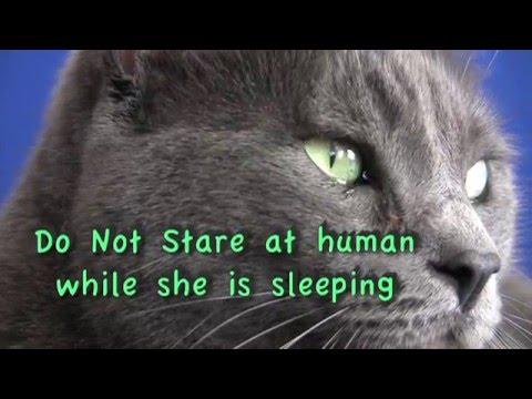 Cats Top New Year's Resolutions