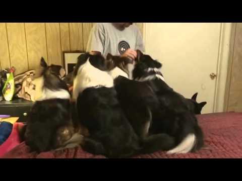 Dog Switches Places In Treat Line To Get Extra